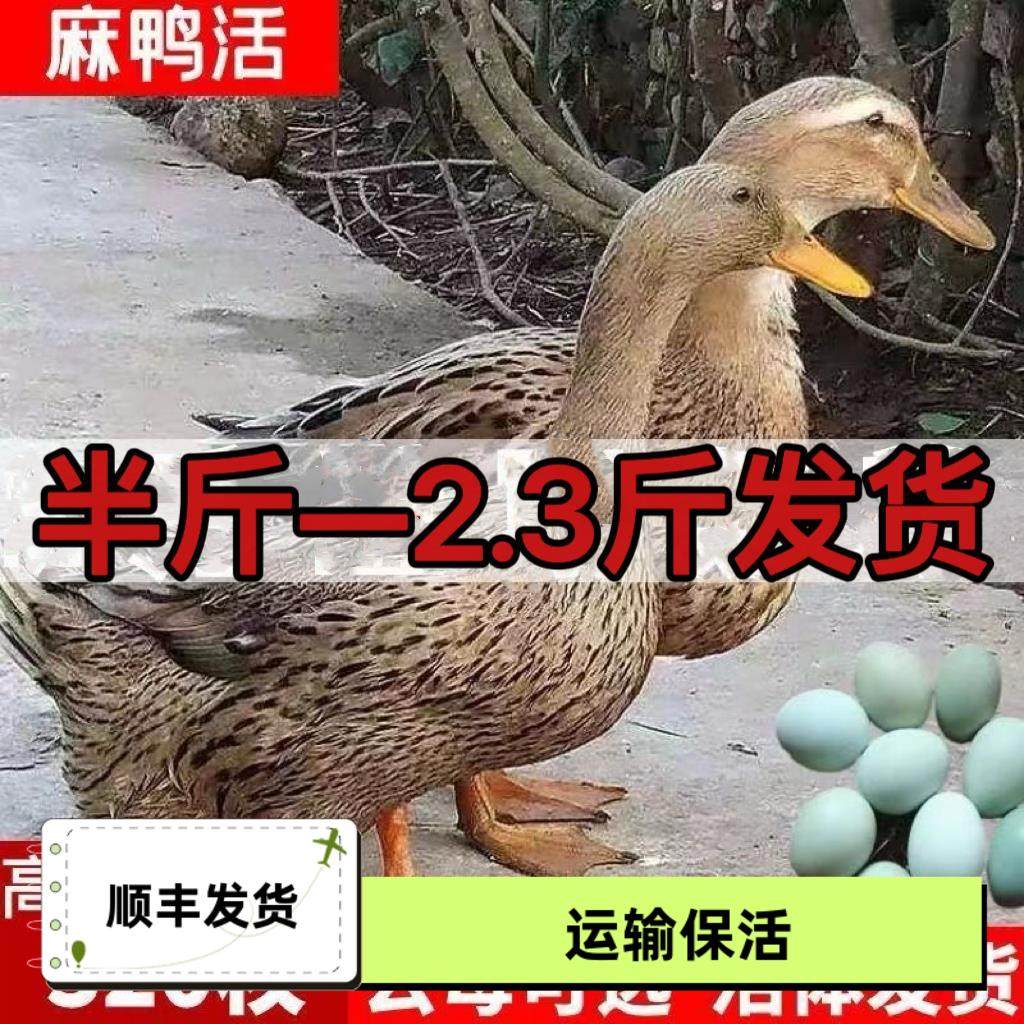 2.3斤高产绿壳蛋麻鸭苗鸭活苗鸭子活苗半大小鸭子水鸭苗家鸭蛋鸭,农用物资,动物种苗,淘宝优惠券,粉丝福利购,淘宝优惠卷