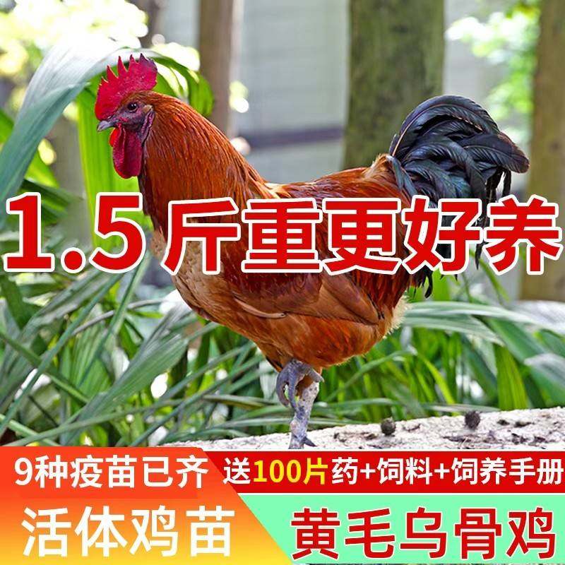 1-2斤四川泸州龙马乌鸡黄毛乌骨鸡土鸡肉鸡黑肉鸡活鸡苗脱温苗,农用物资,动物种苗,淘宝优惠券,粉丝福利购,淘宝优惠卷