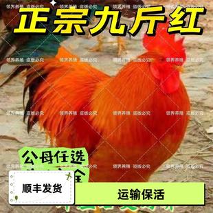 现货秒发一斤青年九斤红活苗鸡苗红玉大公鸡活鸡包活到家散养包邮