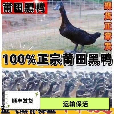 莆田黑鸭出壳鸭苗正宗子