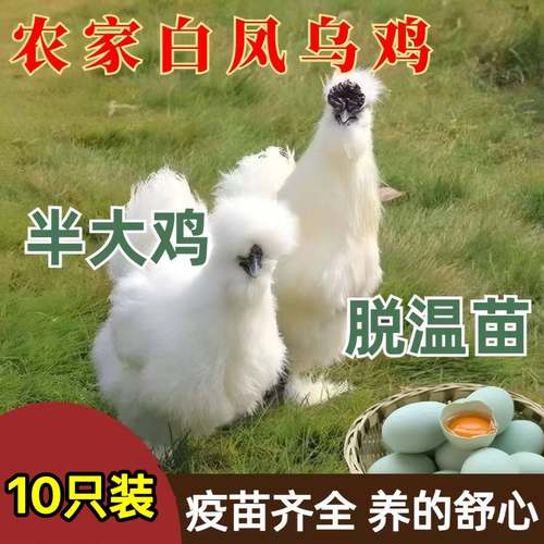 半斤白凤乌骨鸡一斤脱温活体泰和乌鸡脱温竹丝鸡苗散养土鸡月子鸡