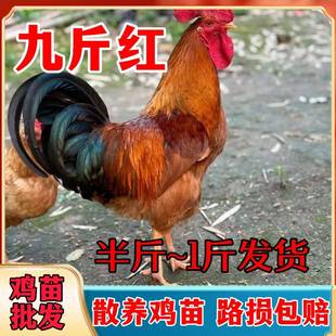 散养大公鸡土公鸡活体青年纯种公鸡脱温鸡苗走地鸡公鸡活苗鸡活苗