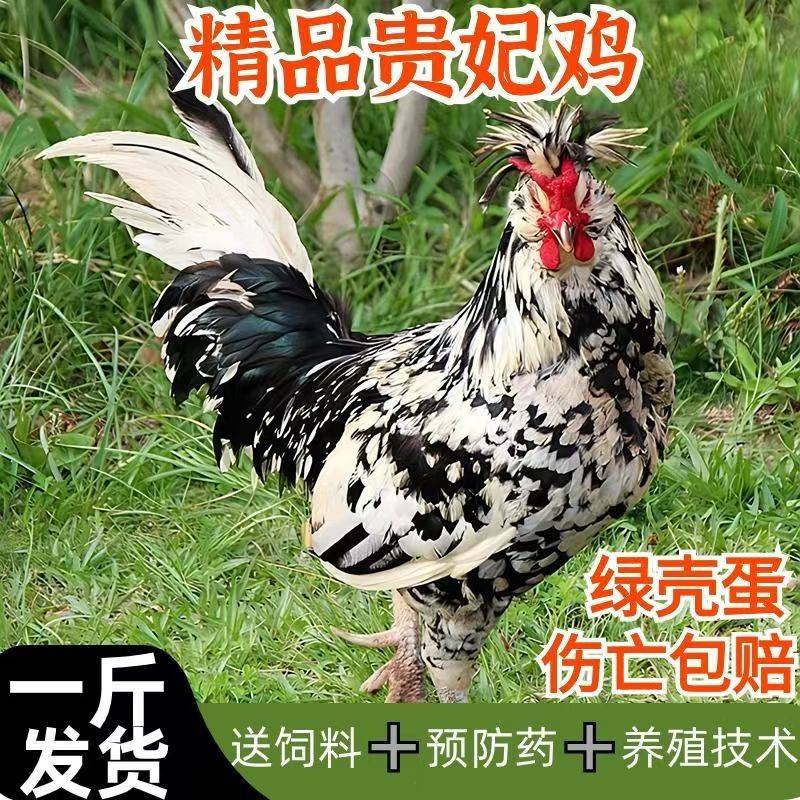 纯种一斤贵妃鸡活苗观赏鸡苗脱温鸡活苗小鸡活苗母鸡苗散养鸡