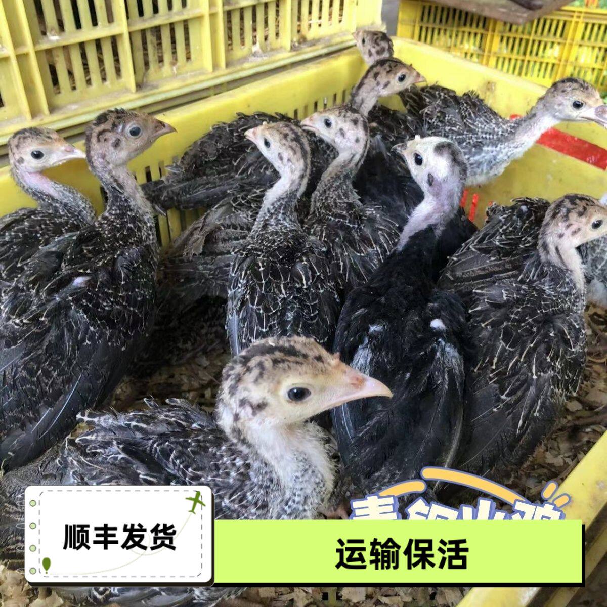 火鸡苗现货半斤大种青铜散养脱温纯种贝蒂娜小活苗一斤火鸡活体鸡,农用物资,动物种苗,淘宝优惠券,粉丝福利购,淘宝优惠卷