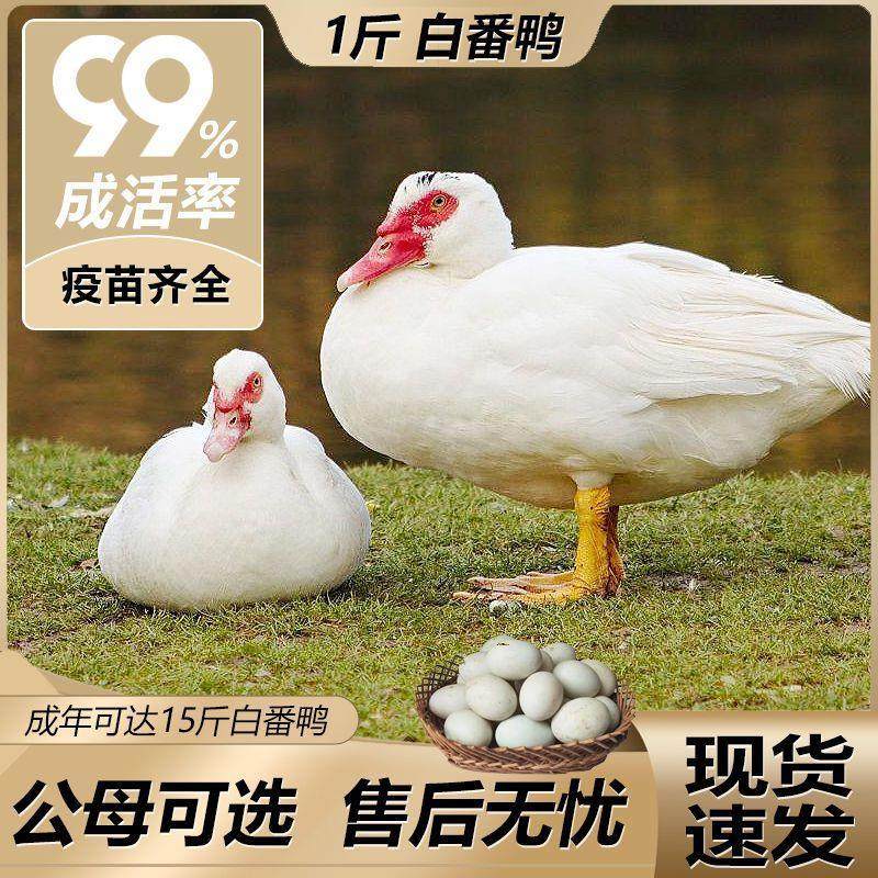 纯种白番鸭一斤活苗正宗红脸番鸭幼苗农家散养大种鸭脱温活体,农用物资,动物种苗,淘宝优惠券,粉丝福利购,淘宝优惠卷
