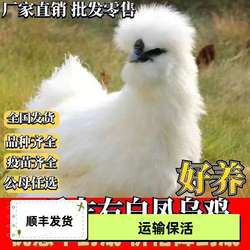 正宗一斤白毛乌骨鸡苗泰和乌鸡成年鸡下蛋散养纯白乌鸡包活新鲜