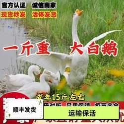 一斤大白鹅活苗鹅苗正宗产蛋鹅浙东鹅四季鹅皖西白鹅散