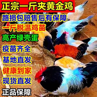 精品一斤发货夹黄金鸡苗