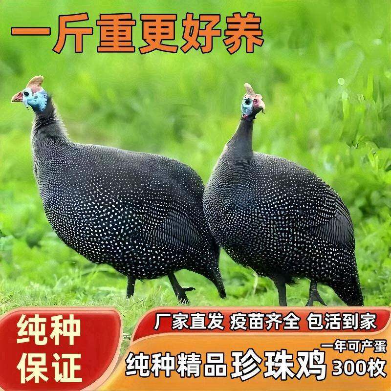 珍珠鸡活苗精品珍珠鸡小鸡活苗珍禽鸡活苗脱温苗半大珍珠鸡小鸡仔