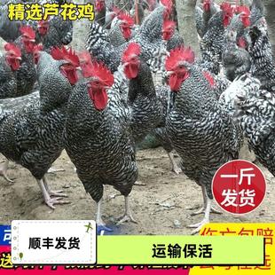 1斤纯种芦花鸡苗活苗一斤绿壳蛋活体汶上芦花鸡下蛋母鸡小鸡幼苗