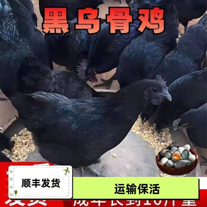 纯种一斤五黑鸡大种黑乌骨鸡活苗优质农家绿壳蛋鸡苗活的小鸡幼崽,农用物资,动物种苗,淘宝优惠券,粉丝福利购,淘宝优惠卷