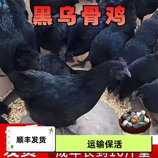 纯种一斤五黑鸡大种黑乌骨鸡活苗优质农家绿壳蛋鸡苗活的小鸡幼崽