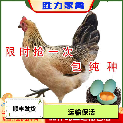 纯种苏北麻羽鸡土鸡活体