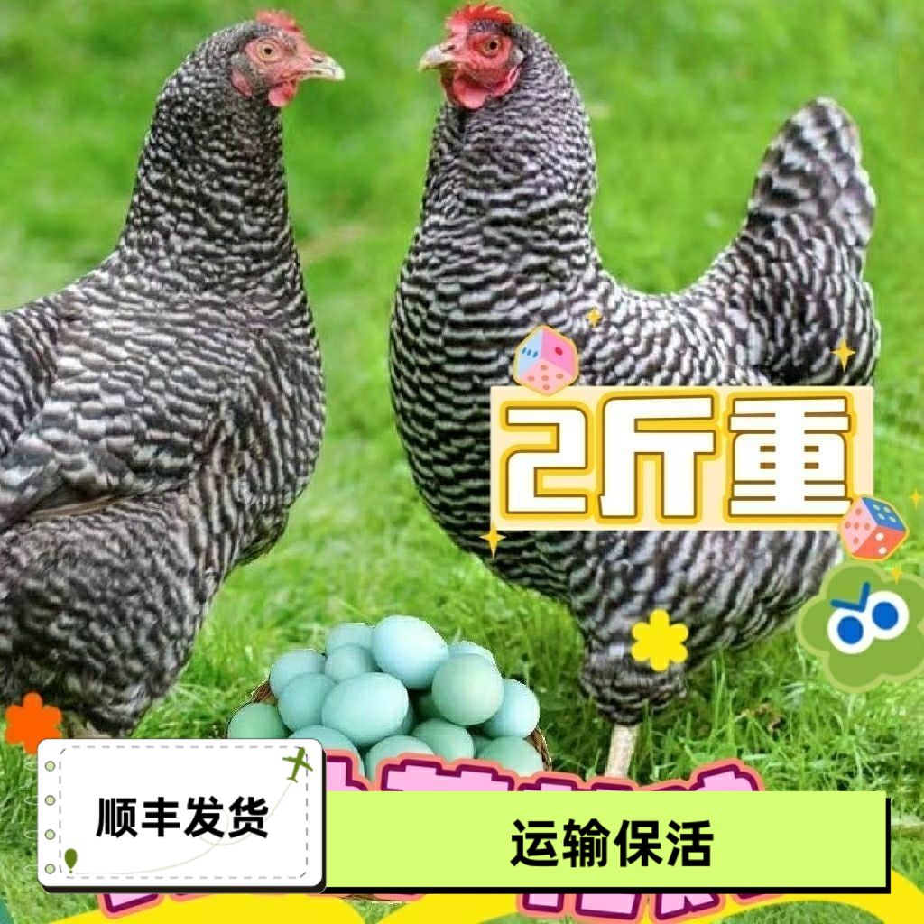 二斤快下蛋纯种芦花鸡活