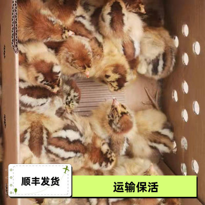 特价清仓小鸡活苗土鸡活