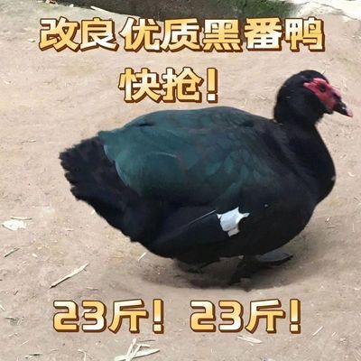 大种黑番鸭苗纯种红脸活