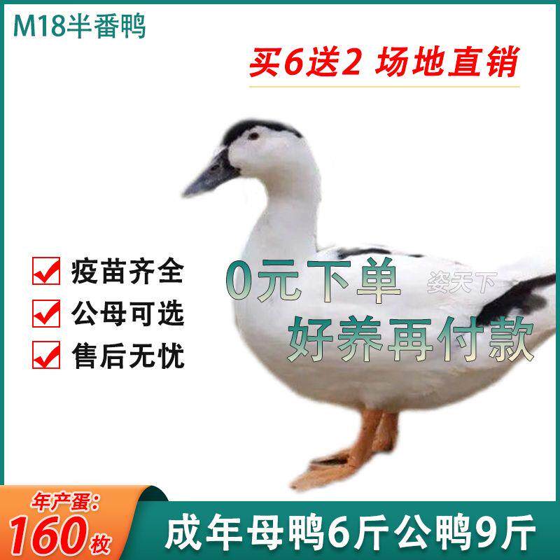 半斤半番鸭苗m18骡鸭假西洋鸭假番鸭散养木鸭1点广西鸭旱鸭大白鸭