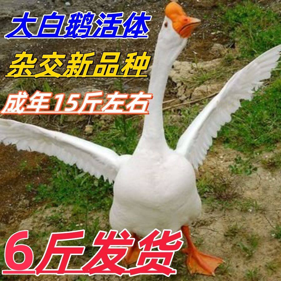 6斤活鹅五龙鹅三花鹅六斤大白鹅老鹅下蛋鹅四季蛋鹅狮头鹅活体
