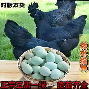 纯种五黑鸡苗1斤五黑鸡活苗五黑一绿鸡活体下蛋鸡苗脱温鸡仔活苗