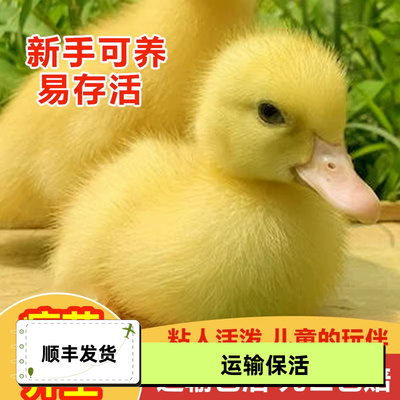 柯达鸭活物幼崽小鸭子活宠物纯种网红小黄鸭下蛋繁殖柯达鸭活体苗