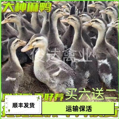 脱温大种麻鸭番鸭青头活