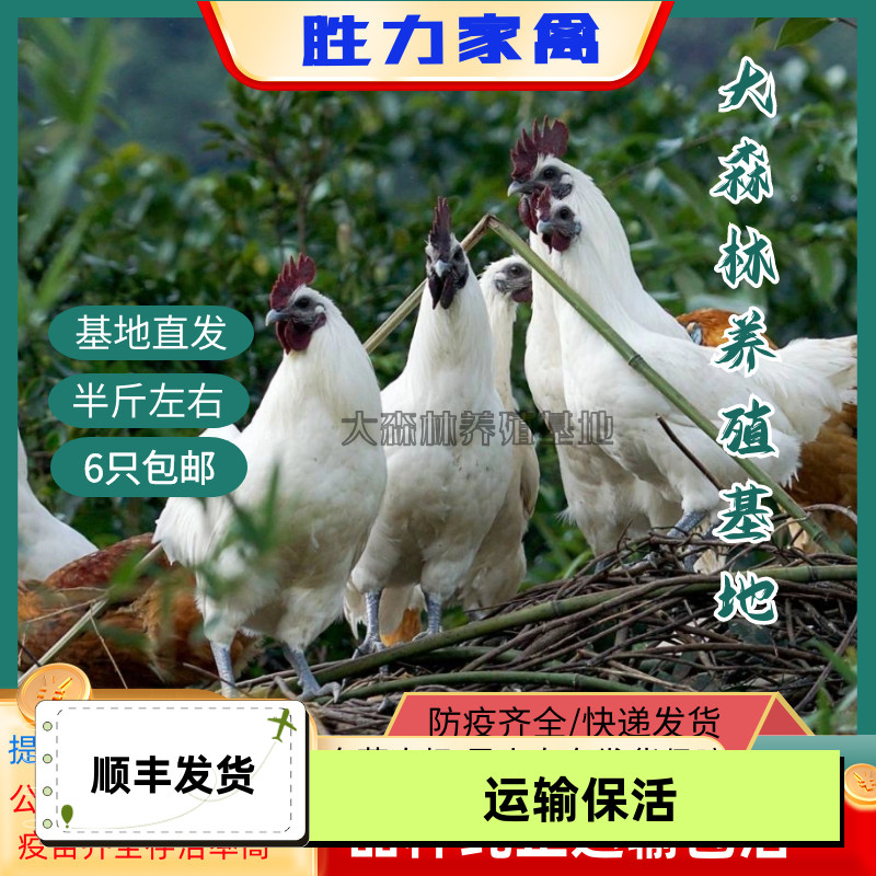 正宗雪峰乌骨鸡活苗腾冲雪鸡白毛乌鸡白乌鸡雪峰山乌鸡药引子公鸡