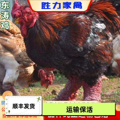 大脚东涛鸡苗 鬼子斗鸡苗 珍珠鸡苗 半大脱温鸡苗 包打疫苗