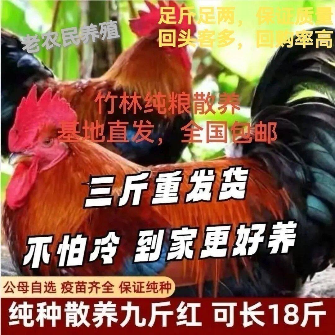 好养正宗散养3斤九斤红活物幼苗大种红玉活鸡九斤黄红瑶鸡青年鸡