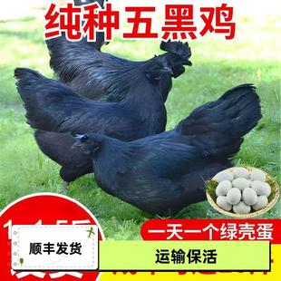 纯种一斤五黑鸡苗1斤绿壳蛋鸡活苗青年鸡乌骨鸡下蛋五黑鸡母鸡苗