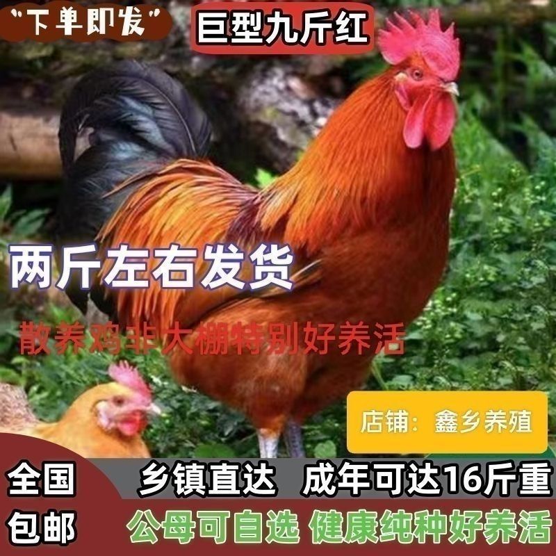 5斤左右九斤红大公鸡红玉活鸡成年鸡大红公鸡