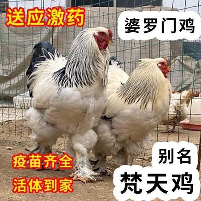 正宗婆罗门鸡活苗纯种梵