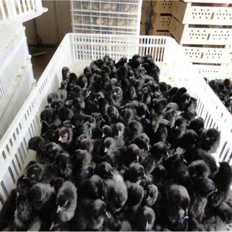 正宗五黑鸡乌骨黑鸡苗纯种高产绿壳蛋鸡幼苗五黑一绿乌鸡小鸡活的,农用物资,动物种苗,淘宝优惠券,粉丝福利购,淘宝优惠卷