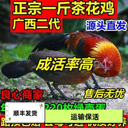 正宗一斤发货茶花鸡苗正宗优质瑶山鸡苗活苗种鸡七彩小鸡包活到家