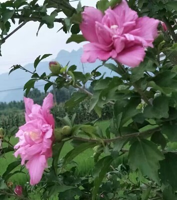 庭院树苗工程绿化种植耐寒木槿树