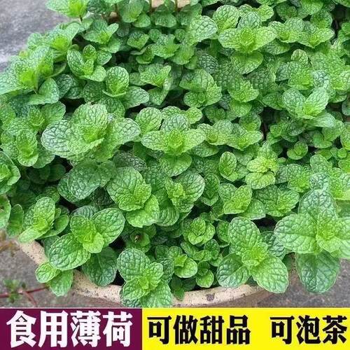 薄荷盆栽薄荷叶新鲜可食用迷迭植