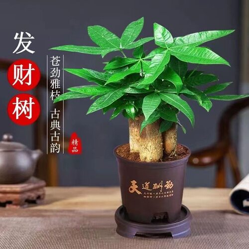 发财树小盆栽大金钱树招财植物室