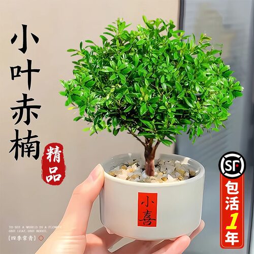 SmallLeafRedNanpenOffice