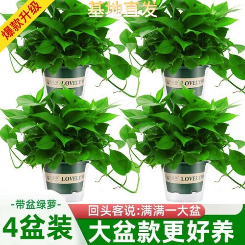 绿萝绿植大盆盆栽室内客厅绿植家