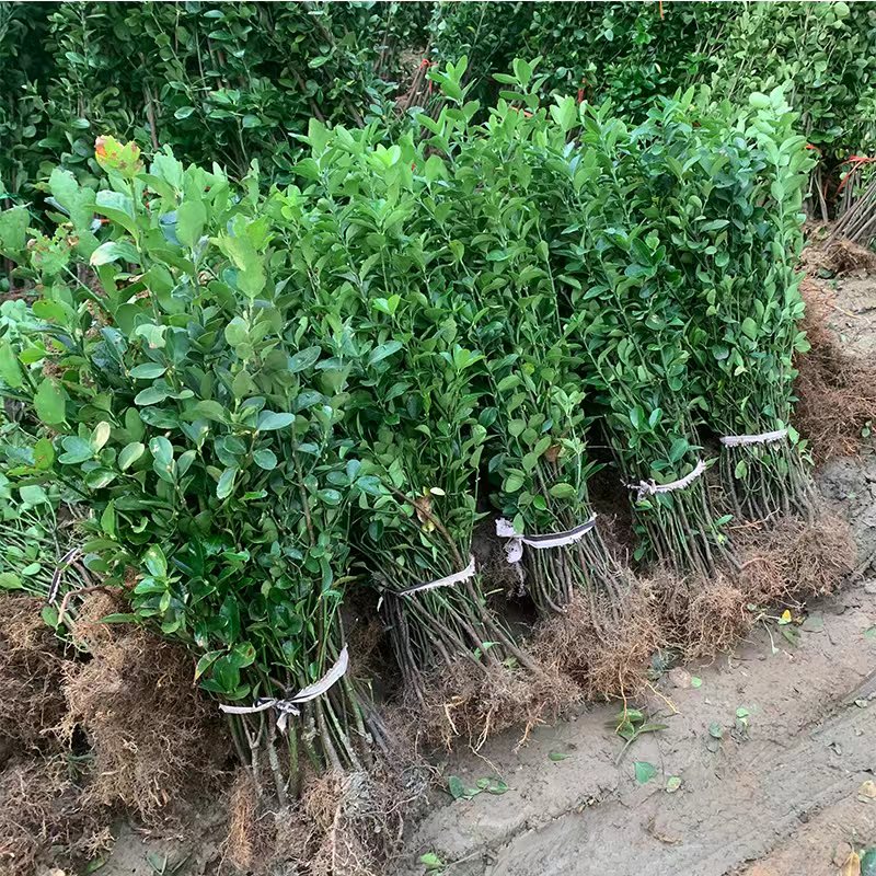 冬苗树苗室外绿化l植物寒墙篱笆苗风景大叶北海道树青耐围四季常