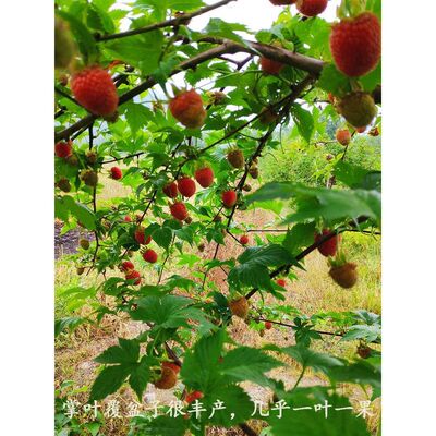 掌叶覆盆子苗 农资试种果树苗 南方种植 盆栽地栽 庭院水果树莓苗