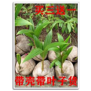 海南矮椰椰子树苗泰国黄金香水矮化椰子树果树苗盆栽地栽南方种植