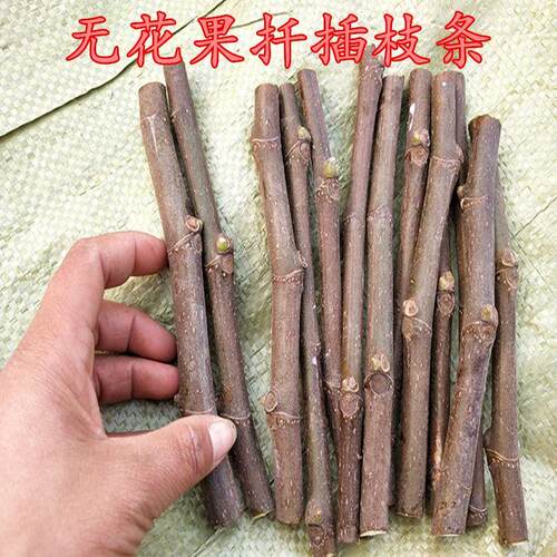 果树苗新品种无花果扦插枝条青皮红肉无花果苗南北方种植盆栽地栽