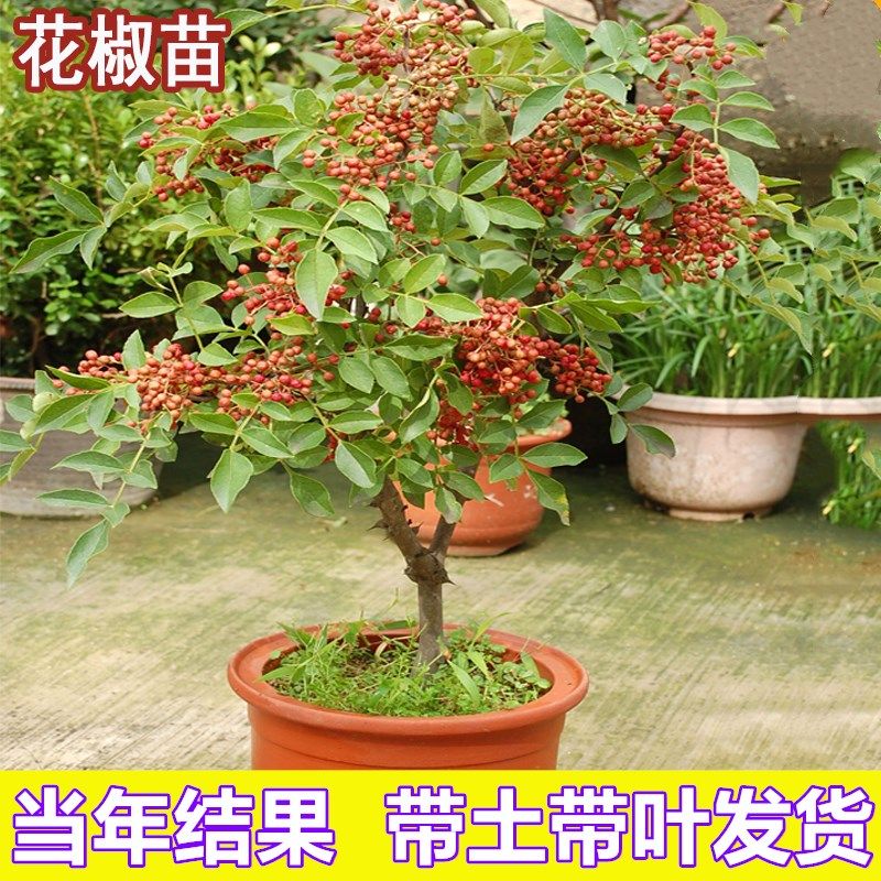 花椒苗树盆栽当年结果大红袍花椒树大苗当年结果无刺花椒带土果苗图片