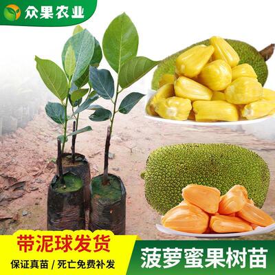 菠萝蜜苗黄肉果树苗嫁接苗南方盆地栽四季可种泰国红肉木菠萝果树