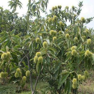 嫁接大红袍栗子苗迁西板栗树南北方地栽盆栽特大果树果苗当年结果