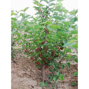 桑葚树苗当年结果桑树果苗蚕桑苗无籽大十长果桑苗黑桑南北方种植