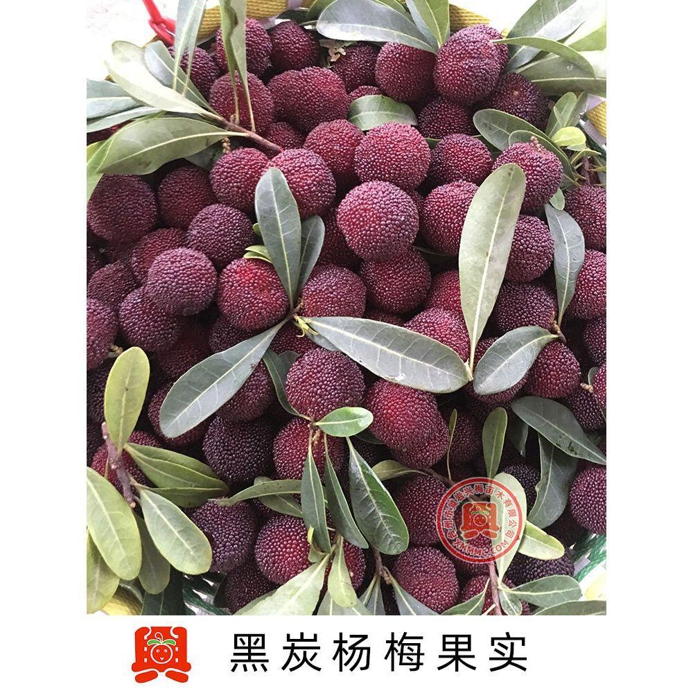 正宗嫁接荸荠/黑炭杨梅苗 盆栽果树苗木 结果挂果植物苗木图片