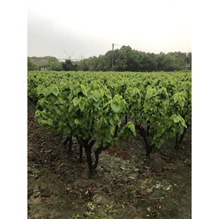 农桑14号盆栽苗桑树苗强桑1号桑苗养蚕用桑树苗果树蚕桑苗桑树苗