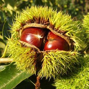 板栗树苗嫁接果树树苗南方北方种植特大板栗苗迁西板栗苗当年结果