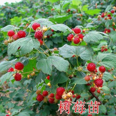 树莓苗牛奶泡 撒秧泡 三月泡 四月泡 泡儿刺树莓苗可栽种果树苗